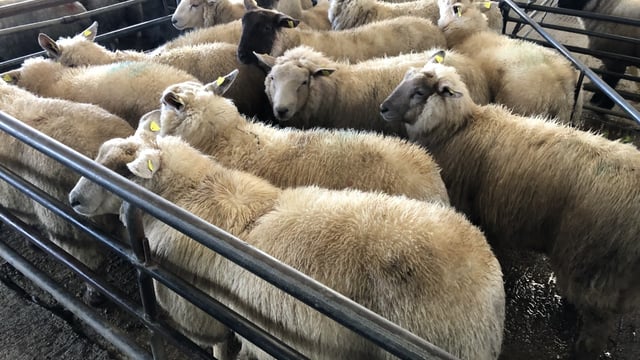 Sheep trade: 'As you were' for base quotes
