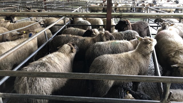 Sheep kill: Rise in hogget supply during improved trade