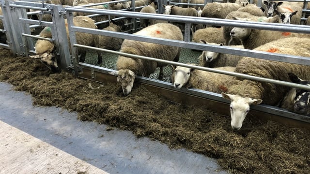 Sheep management: Taking action quickly when it comes to thinner ewes