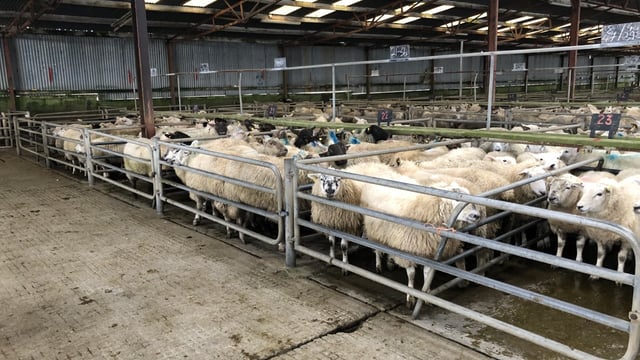 Brighter trade seen for heavy hoggets at some marts throughout the week