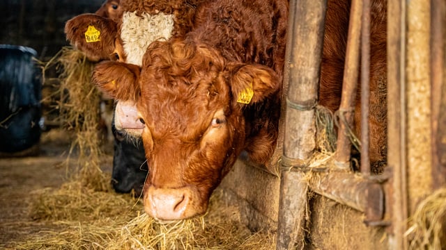 Beef trade: Quotes holding steady for the moment