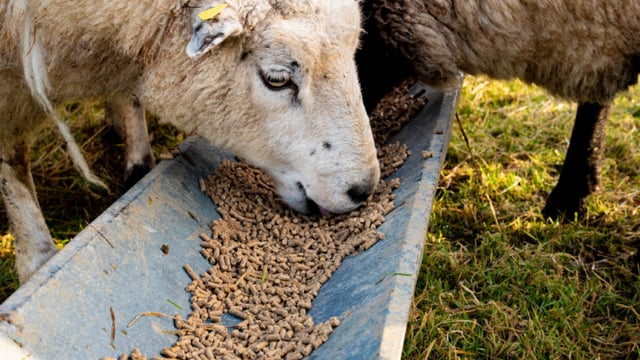 'Surprising number of farmers feeding low energy rations'