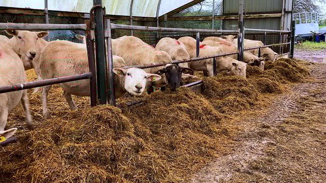 Highest mortality in ewes linked to respiratory diseases