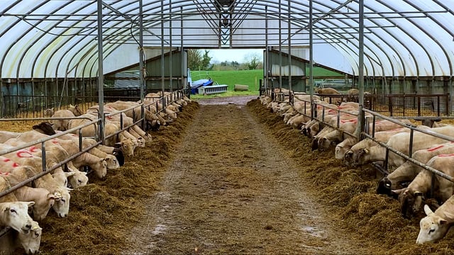 Sheep Focus: Gearing up for the lambing season at Salesian Agricultural College