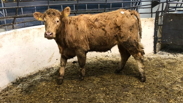 Cattle marts: Store trade continues to be the talk of the town