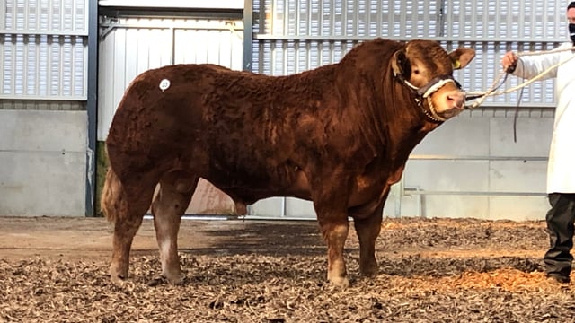Cavan bull sells for €14,000 at Limousin premier sale