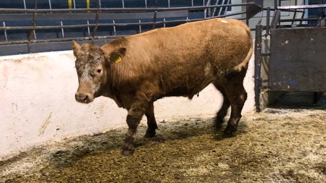 Pics and prices: Quality stores on offer in Kilcullen Mart