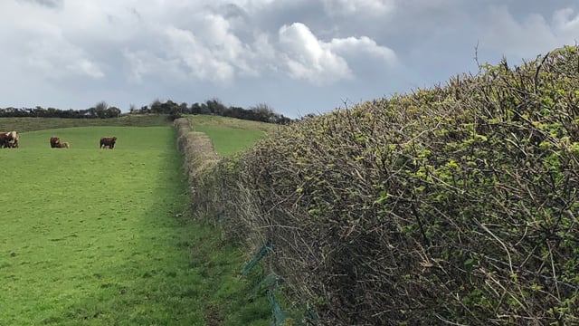 Hedgerows 'highly unlikely' to be included in carbon calculations this year