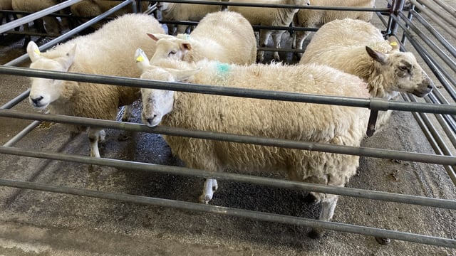 Sheep kill: First week of 2023 sees over 51,000 processed