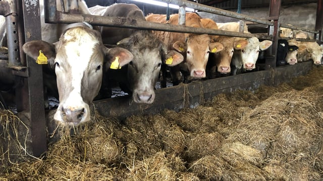Beef Focus: Buying and finishing continental bullocks in Co. Galway