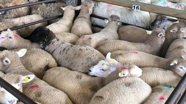 Small numbers of spring lambs begin to appear at marts; hogget trade remains strong