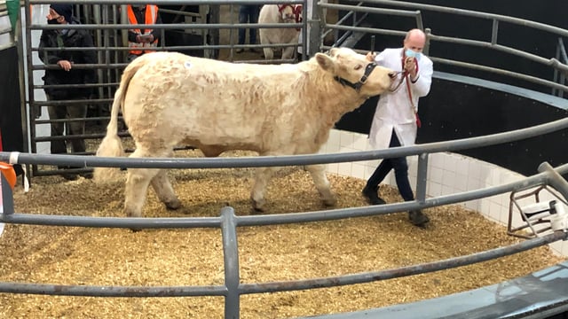 Premier Charolais heifers topped at €8,000