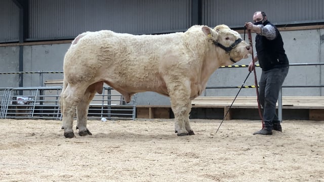 Charolais bulls topped at €7,100 - but mart guidelines cause 'frustration'