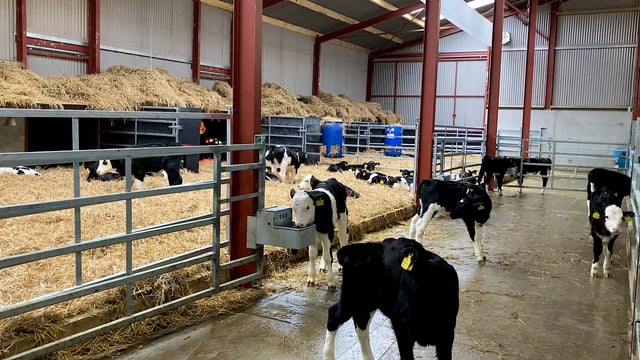 Autumn calving: Minimising the risk of pneumonia in calves
