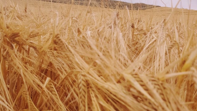 High-quality Irish distilling barley in high demand for 2022