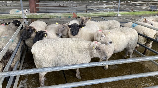 Sheep marts: Cull ewes grab the headlines, as small numbers of spring lambs appear