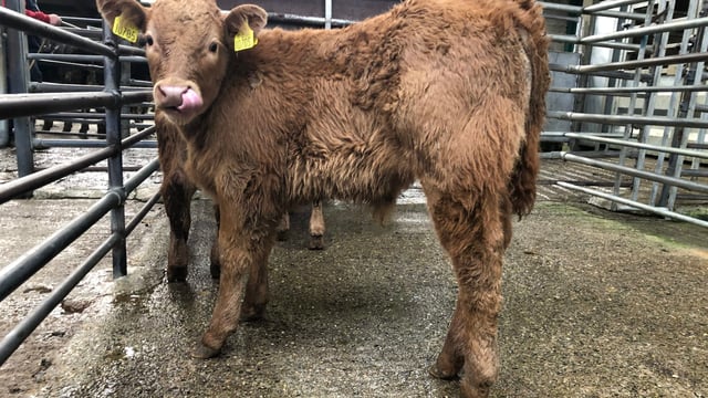 Calves sell up to €455/head at Enniscorthy Mart