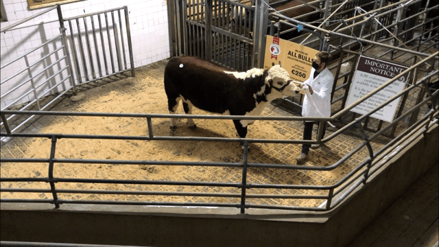 Steady trade for Herefords as Premier sale is topped at €4,200