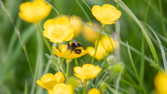 'Brexit and bees': Senator raises 'unusual situation'
