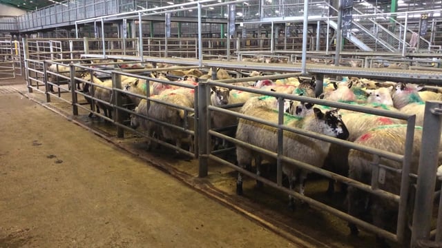 Sheep marts: Hogget prices continue to climb upwards