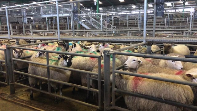 Flying start to the week, as hogget prices reach €167-175/head