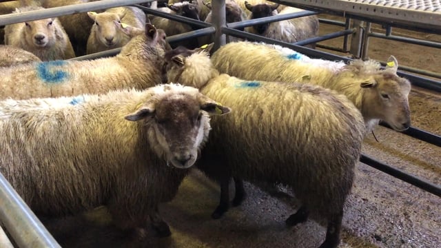 56% decline in shipments of Irish sheepmeat to the UK in January 2021
