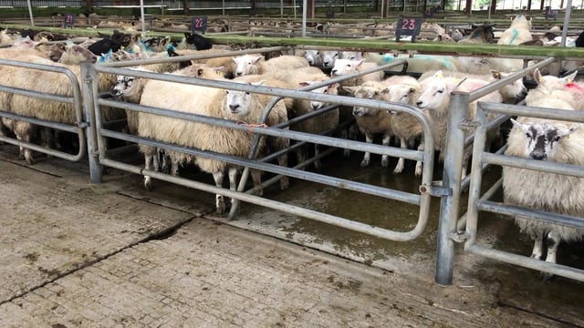 Sheep marts: Extremely good trade all round, as hogget prices continue to climb