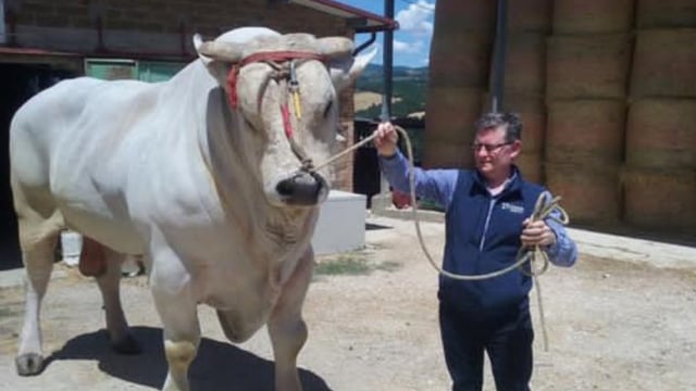 Video: Flying Chianina cattle first-class to Abu Dhabi