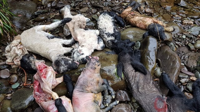 Kerry County Council appeals for information on lambs found dumped in river