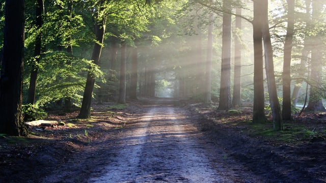 World Wildlife Day 2021: This year's theme centres around the importance of forestry