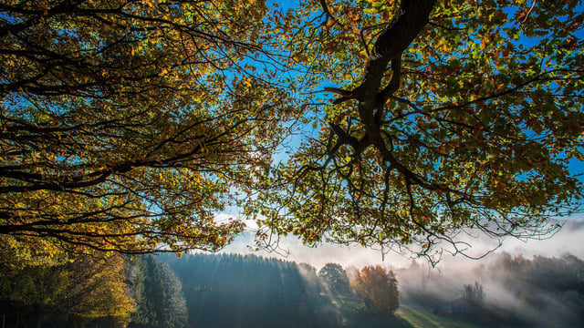 UCD students hosting free webinar on agroforestry next week