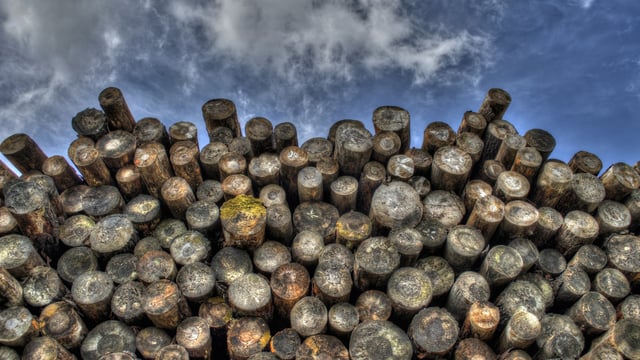 Oireachtas report 'demonstrates need for urgent action' under new forestry plan - FII