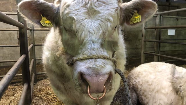 Which AI bull sired the most beef calves in autumn/winter last year?