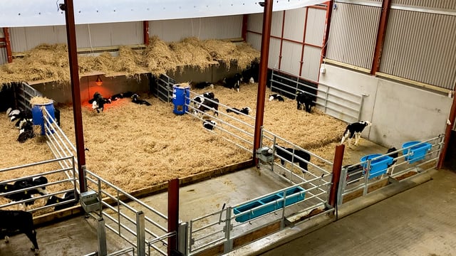 Should you upgrade your calf facilities before spring?
