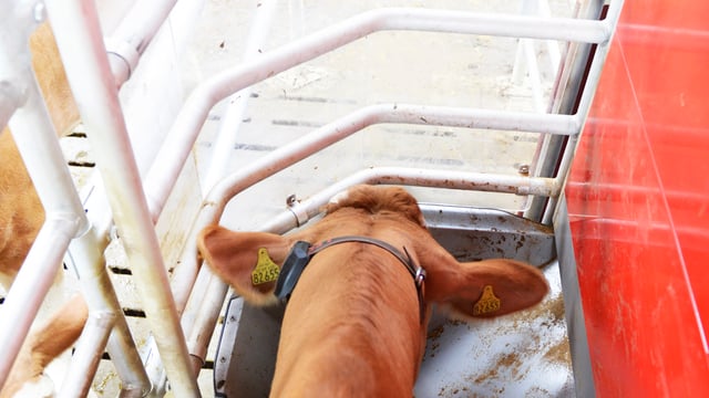 Lely installs ‘Commodity feeder’ on every new Astronaut A5 milking robot