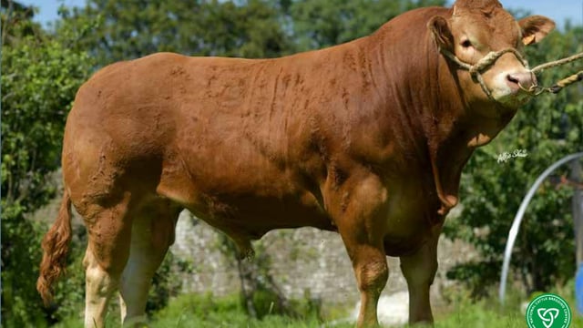 New beef sires added to Gene Ireland Programme