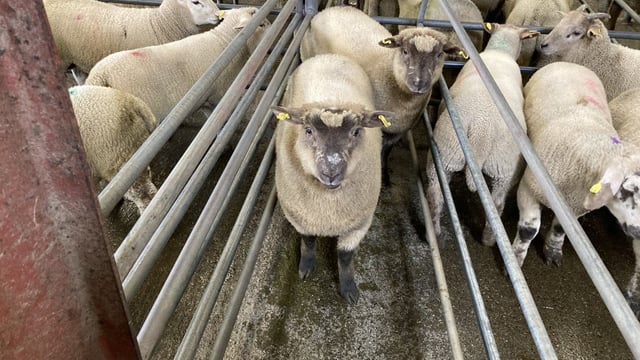 Sheep trade: Hoggets fall 10c/kg after €1.40/kg surge