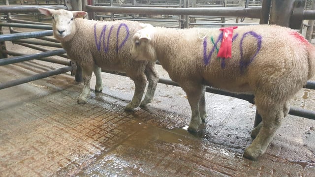 Spring lamb show and sale sees prices reach €282 at Raphoe Mart