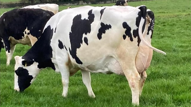 Prices reach €4,200 at Ballycannon dispersal sale