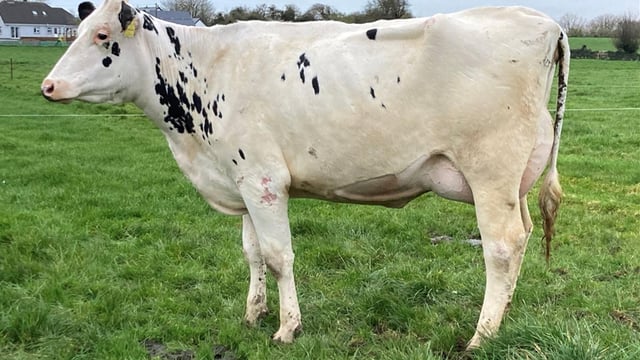 Dispersal sale of Ballycannon dairy herd; includes highly-rated cows