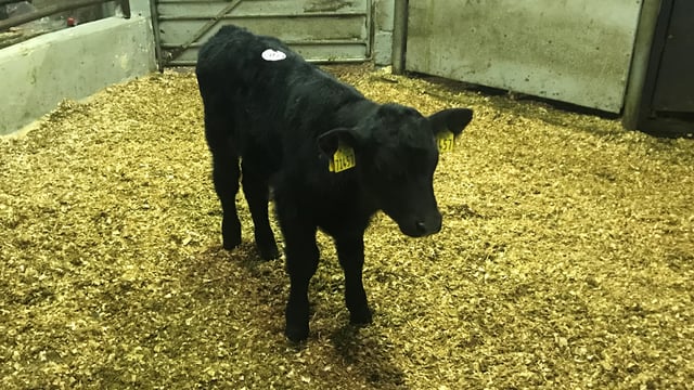 Improving your calves' saleability this spring