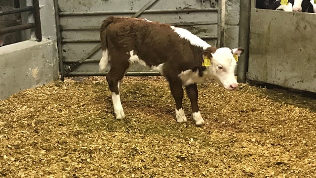 Calf trade: More beef-sired calves coming onto the scene