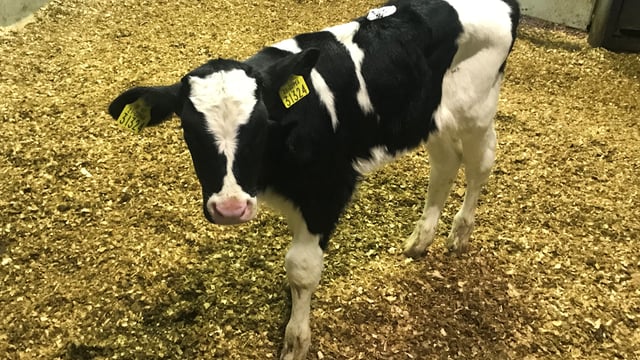 7% of beef farmers willing to rear dairy-sired bull calves