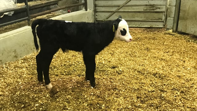 Pics and prices: Calf prices ease back at Ballyjamesduff Mart