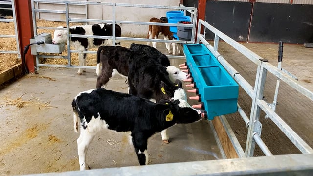 Farmers should 'look behind the label' when choosing milk replacer