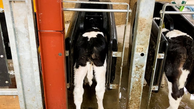 Milk replacer: How much can you expect to pay this spring?