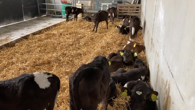 Lessons from the pandemic that apply to calf rearing