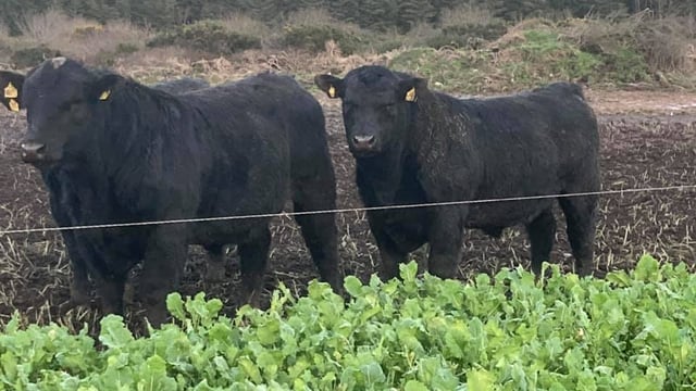 Top bulls to go under hammer at online Angus sale this week