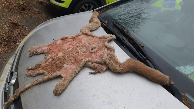 Lamb slaughtered in field prompts Garda investigations