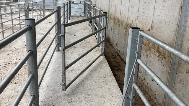 NI's new bovine TB strategy: What does it mean for farmers and what are the next steps?